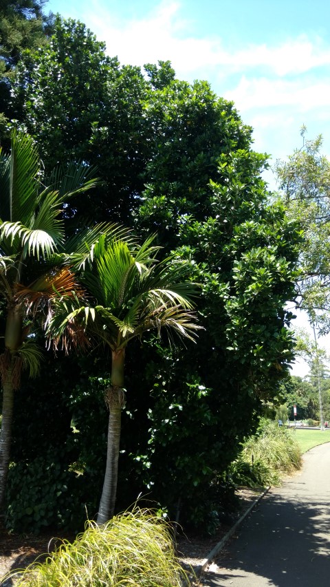 Corynocarpus laevigatus plantplacesimage20170108_124115.jpg