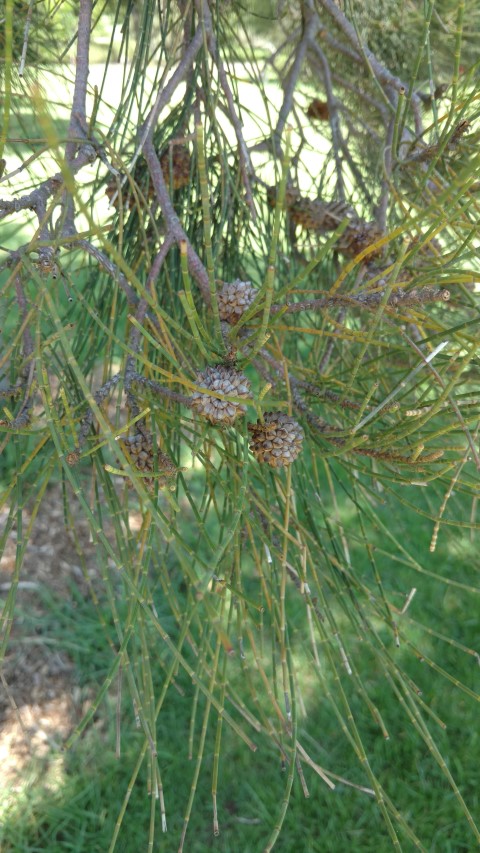 Casuarina cristata plantplacesimage20170108_124205.jpg