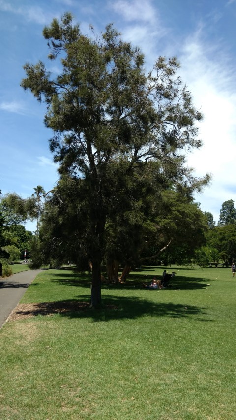 Casuarina cristata plantplacesimage20170108_124225.jpg