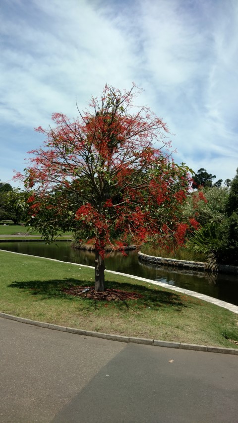 Brachychiton acerifolius plantplacesimage20170108_124611.jpg