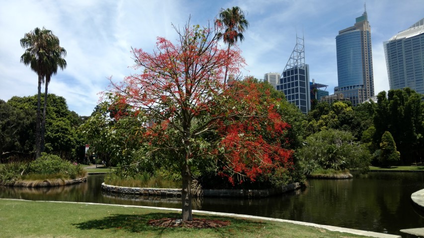 Brachychiton acerifolius plantplacesimage20170108_124630.jpg