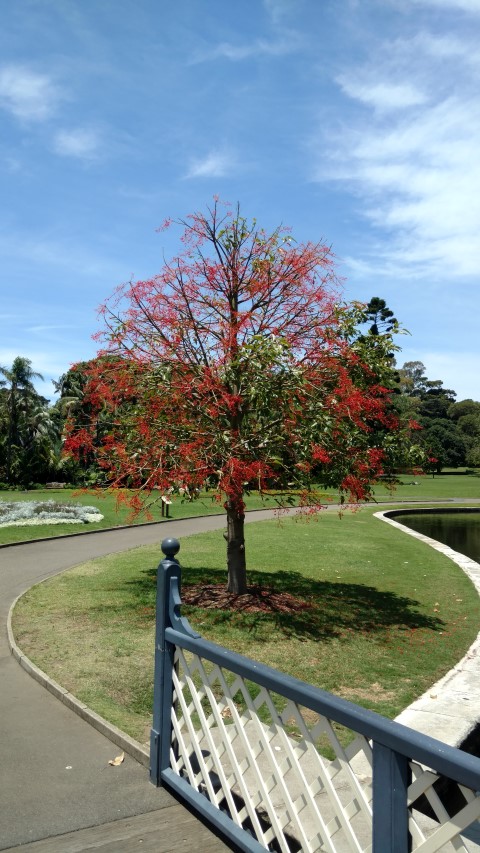 Brachychiton acerifolius plantplacesimage20170108_124646.jpg