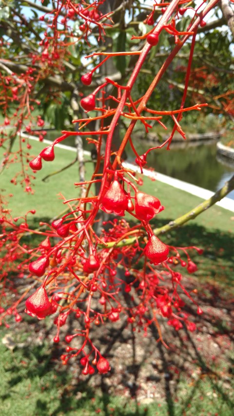 Brachychiton acerifolius plantplacesimage20170108_124703.jpg