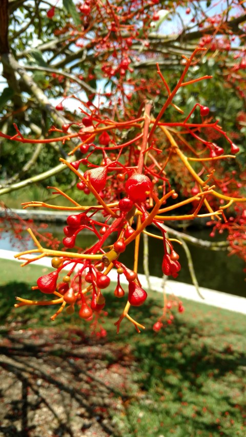 Brachychiton acerifolius plantplacesimage20170108_124716.jpg