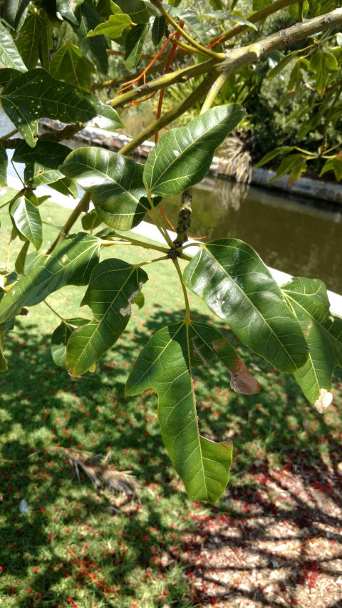 Brachychiton acerifolius plantplacesimage20170108_124737.jpg