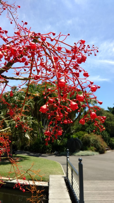 Brachychiton acerifolius plantplacesimage20170108_124755.jpg