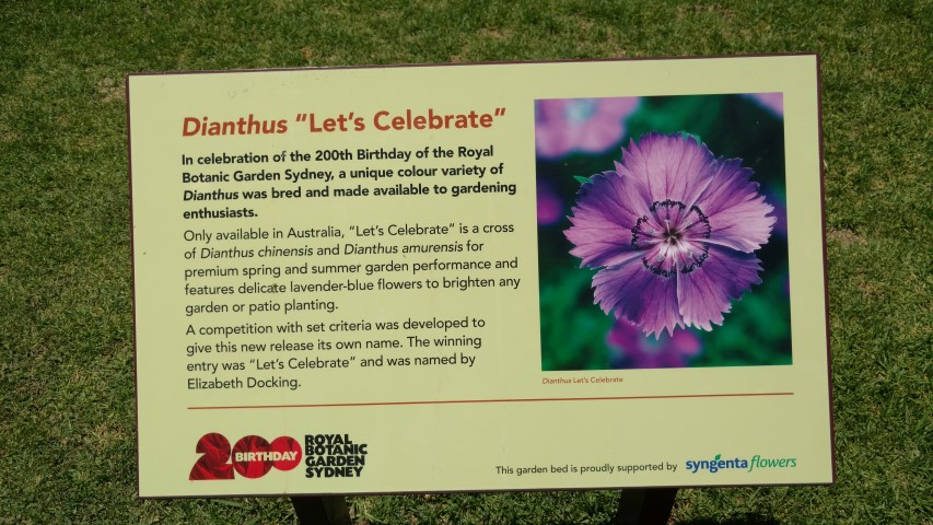 Dianthus  plantplacesimage20170108_124911.jpg