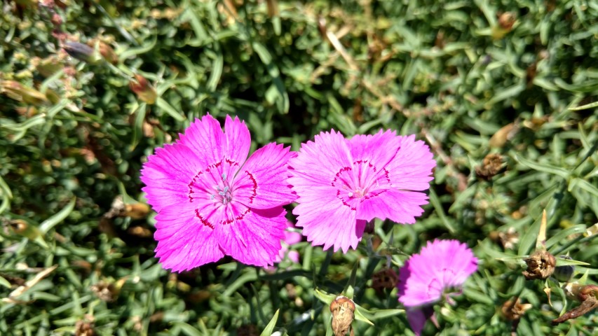 Dianthus  plantplacesimage20170108_124927.jpg