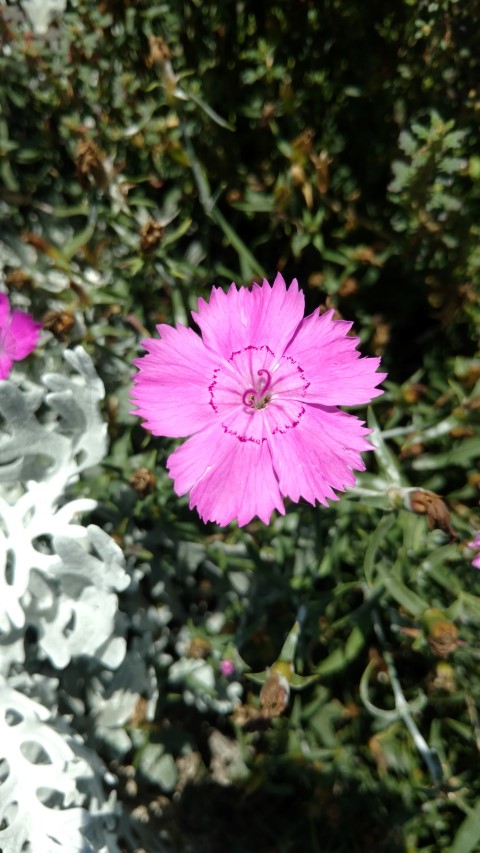 Dianthus  plantplacesimage20170108_124946.jpg