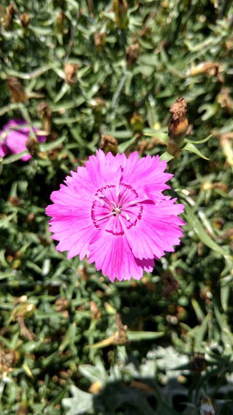 Dianthus  plantplacesimage20170108_125002.jpg