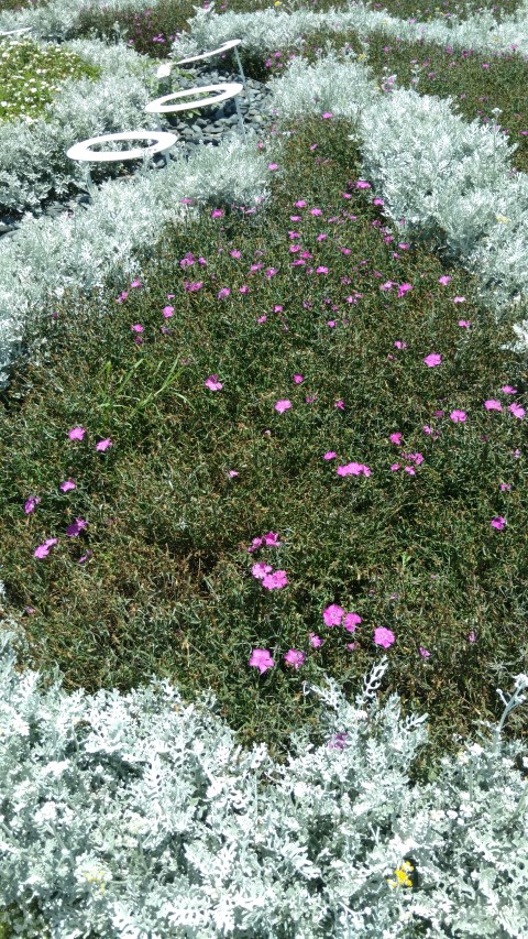 Dianthus  plantplacesimage20170108_125033.jpg