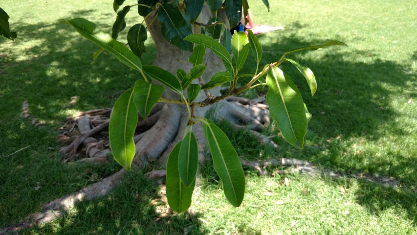 Ficus superba plantplacesimage20170108_125458.jpg