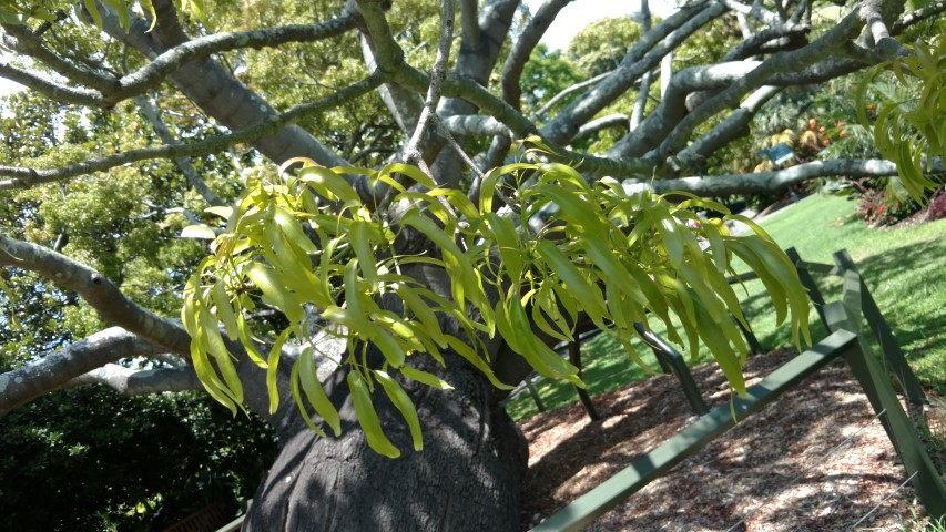 Brachychiton rupestris plantplacesimage20170108_125722.jpg