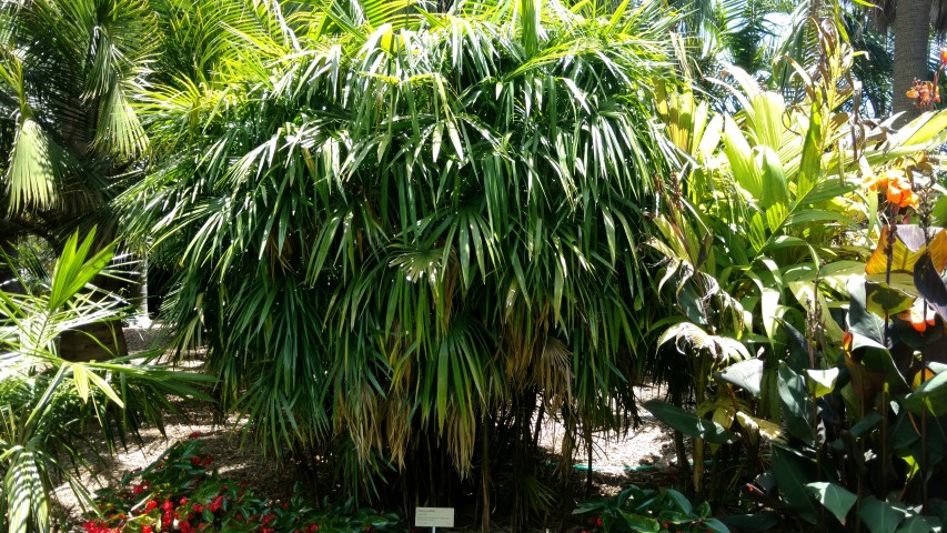 Rhapis multifida plantplacesimage20170108_130011.jpg