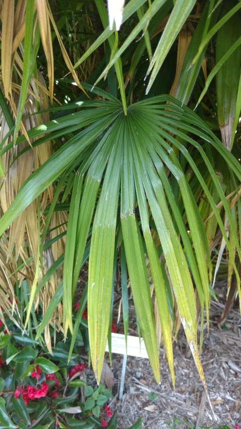 Rhapis multifida plantplacesimage20170108_130028.jpg