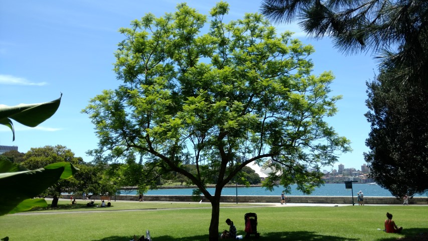 Jacaranda mimosifolia plantplacesimage20170108_131228.jpg