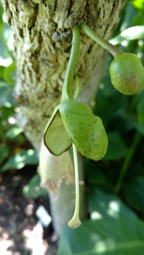 Crescentia mirabilis plantplacesimage20170108_131451.jpg