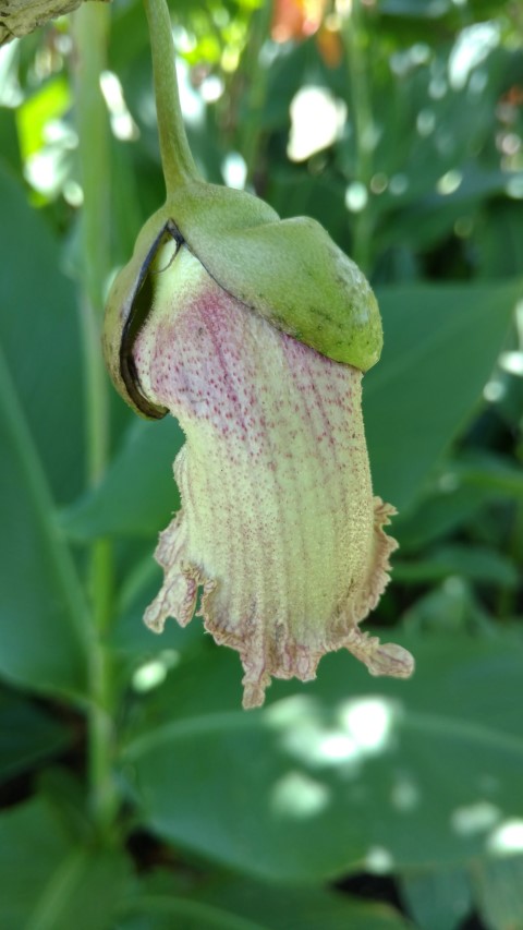 Crescentia mirabilis plantplacesimage20170108_131505.jpg