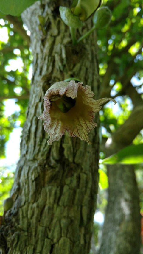 Crescentia mirabilis plantplacesimage20170108_131519.jpg