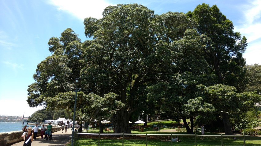 Ficus obliqua plantplacesimage20170108_132047.jpg