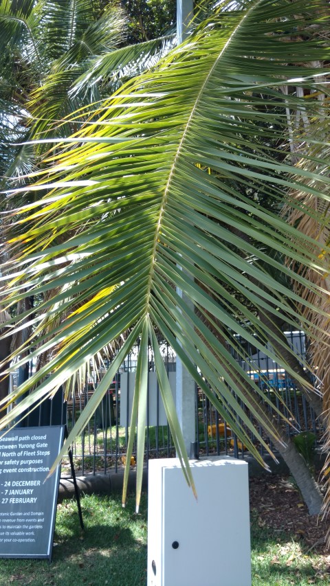 Phoenix reclinata plantplacesimage20170108_132401.jpg