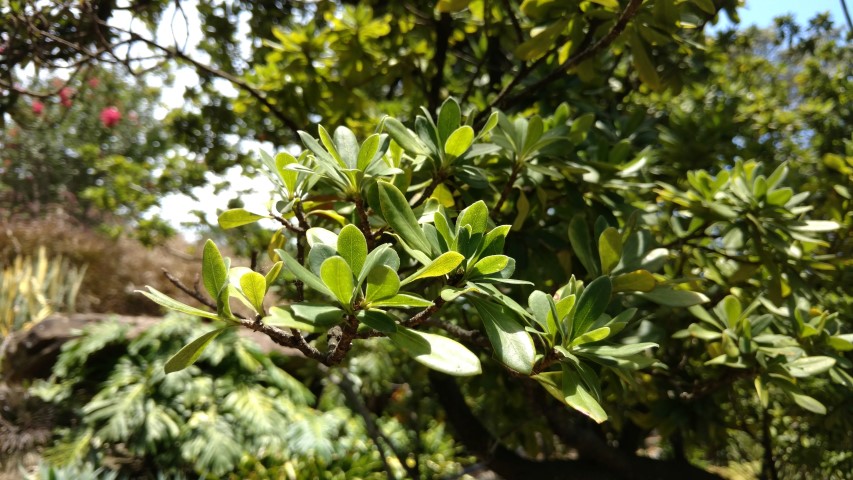 Pittosporum eriolatum plantplacesimage20170108_132646.jpg