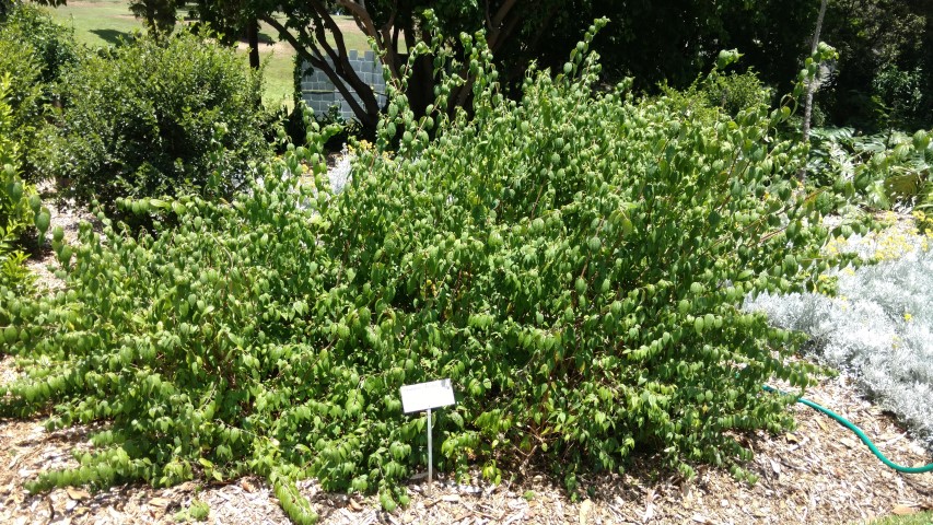 Philadelphus mexicanus plantplacesimage20170108_133006.jpg