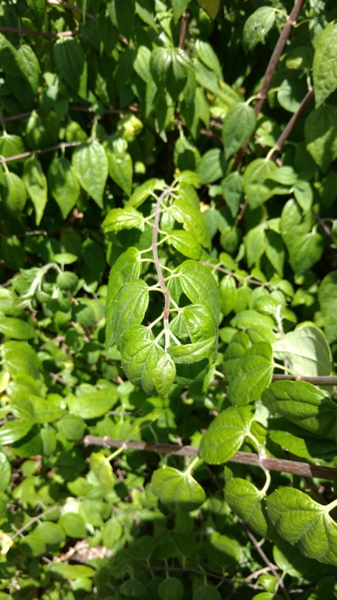 Philadelphus mexicanus plantplacesimage20170108_133021.jpg