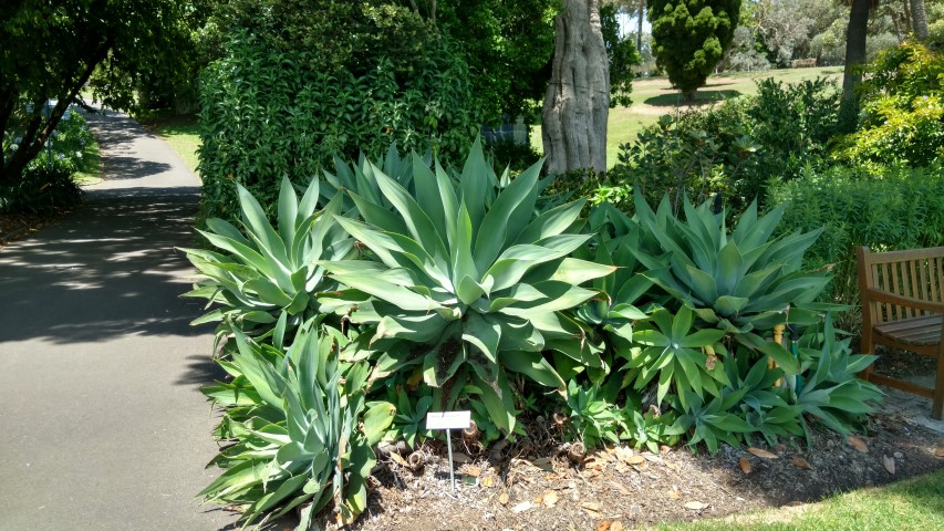 Agave attenuata plantplacesimage20170108_133552.jpg