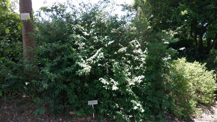 Deutzia scabra plantplacesimage20170108_133706.jpg