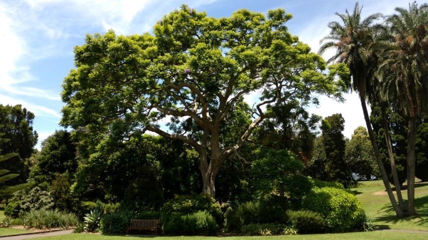 Jacaranda mimosifolia plantplacesimage20170108_133750.jpg