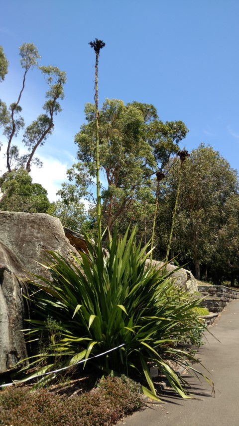 Doryanthes excelsa plantplacesimage20170108_133906.jpg