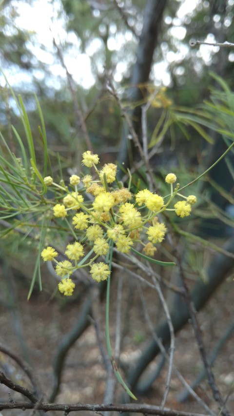 Acacia subulata plantplacesimage20170108_163542.jpg