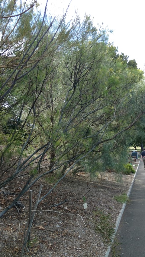 Acacia subulata plantplacesimage20170108_163551.jpg