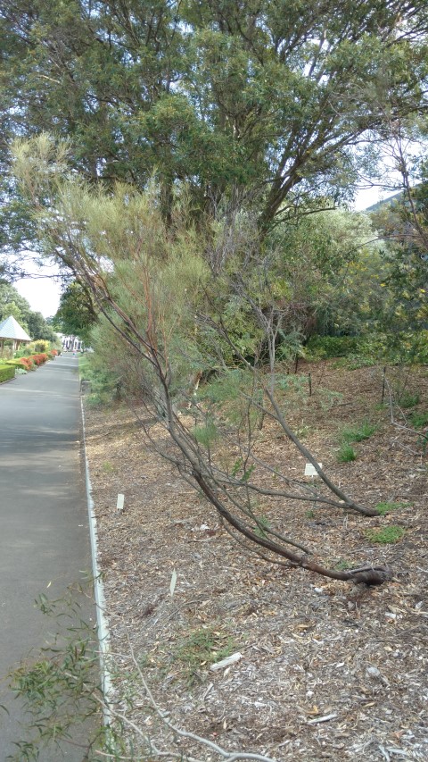 Acacia calamifolia plantplacesimage20170108_163711.jpg