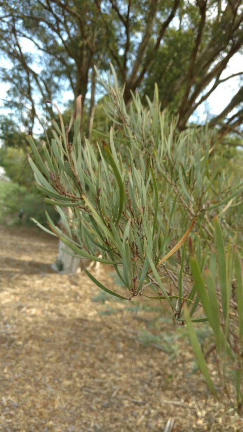 Acacia dawsonii plantplacesimage20170108_163813.jpg