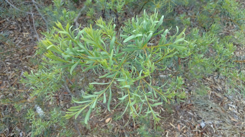 Acacia decora plantplacesimage20170108_163938.jpg