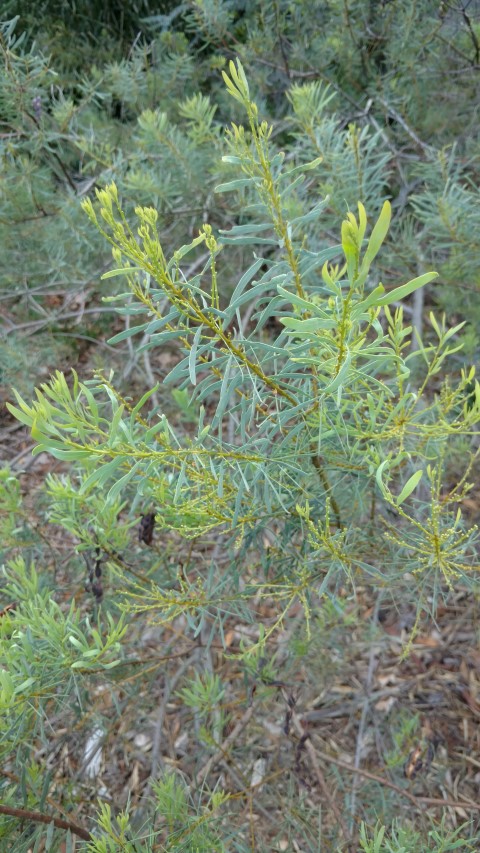 Acacia decora plantplacesimage20170108_163952.jpg