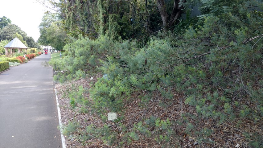 Acacia decora plantplacesimage20170108_164003.jpg