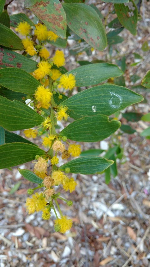 Acacia complanata plantplacesimage20170108_164053.jpg