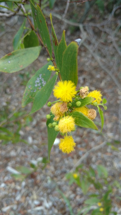 Acacia complanata plantplacesimage20170108_164105.jpg