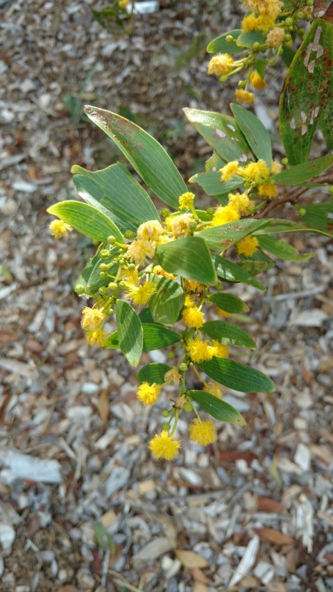 Acacia complanata plantplacesimage20170108_164128.jpg