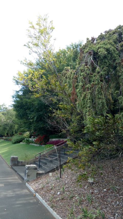 Acacia complanata plantplacesimage20170108_164148.jpg