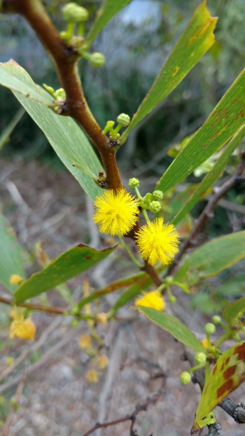 Acacia complanata plantplacesimage20170108_164207.jpg