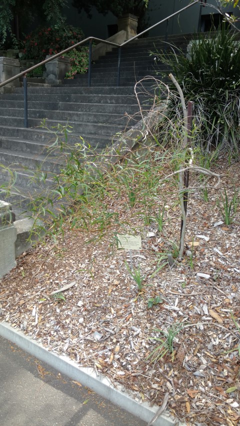 Acacia verniciflua plantplacesimage20170108_164239.jpg