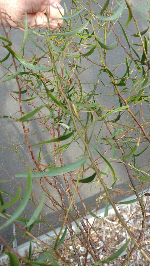 Acacia verniciflua plantplacesimage20170108_164249.jpg