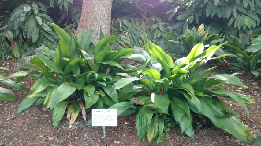 Aspidistra eliator plantplacesimage20170108_164630.jpg