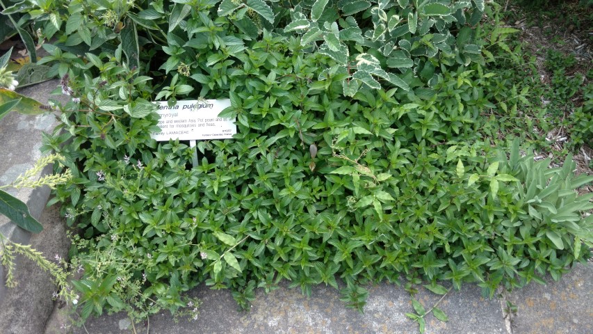 Mentha pulegium plantplacesimage20170108_165117.jpg