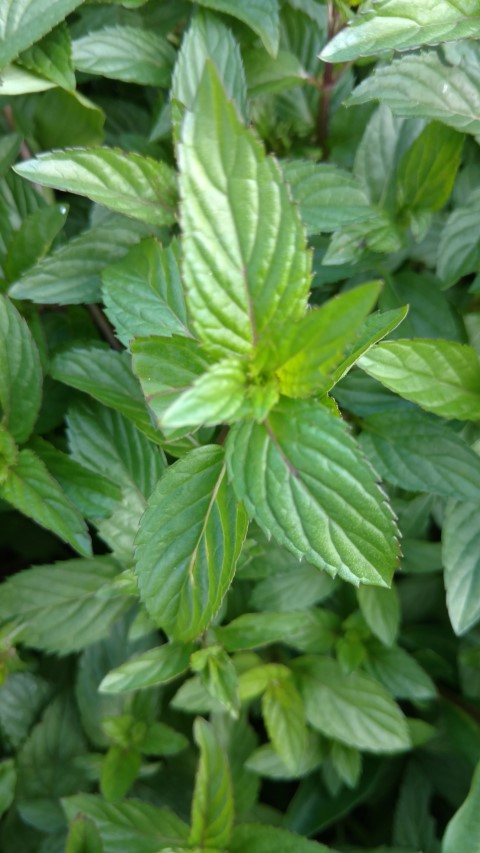 Mentha pulegium plantplacesimage20170108_165125.jpg