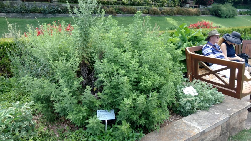 Artemisia abrotanum plantplacesimage20170108_165201.jpg